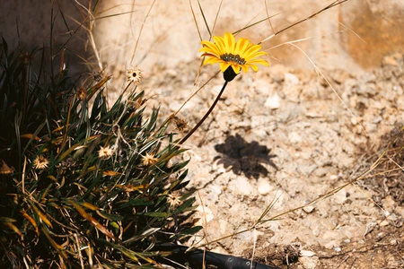 Solitary Yellow Flower