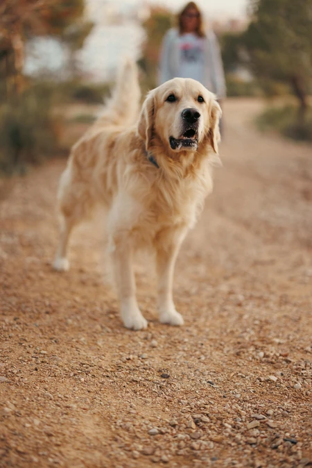 Golden Retriever on a Path
