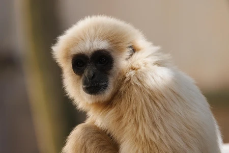 Close-Up of a Gibbon