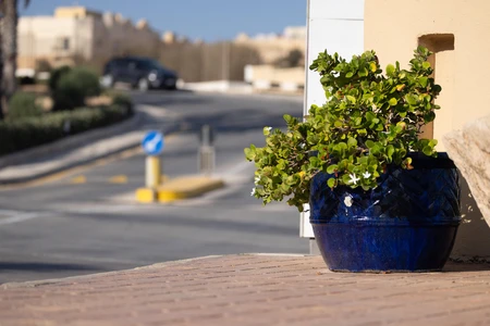 Potted Plant on a Sunny Street