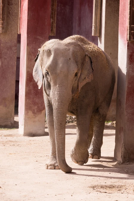 Elephant Walking