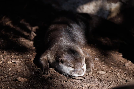 Sleeping Otter