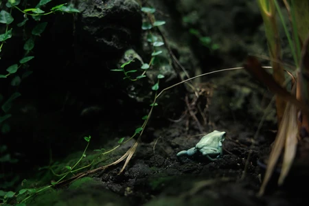 Frog in the Forest