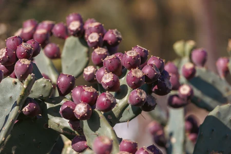 Prickly Pear Cactus
