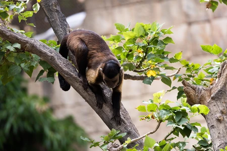 Monkey on a Tree Branch