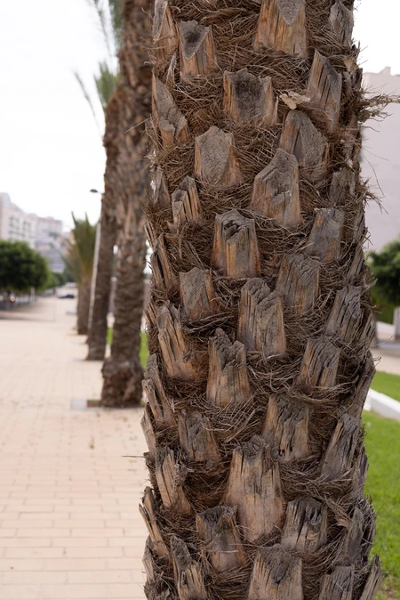 Palm Tree Textures