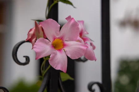 Pink Flower on Iron Fence