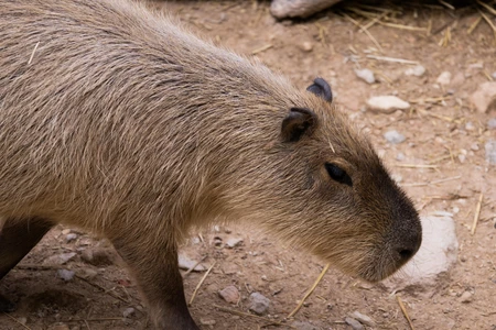 Capybara Close-up