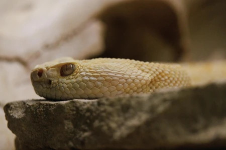 Close-up of a Snake
