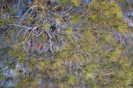 Pine Tree Foliage