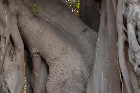 Close-Up of Textured Tree Bark