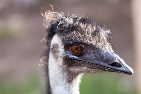 Close-up of an Emu