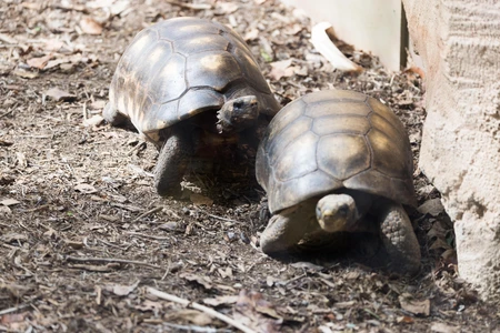 Tortoises in Natural Habitat