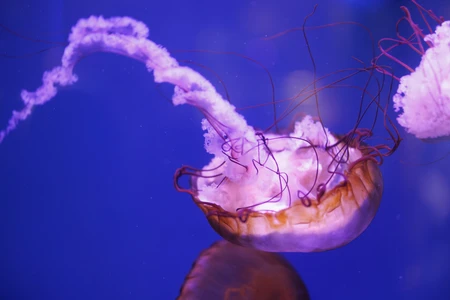 Graceful Jellyfish