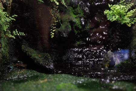 Serene Mossy Cove