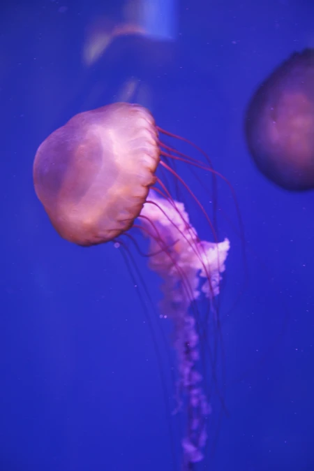 Aquatic Elegance