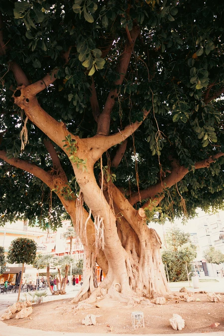 Majestic Tree in Urban Setting