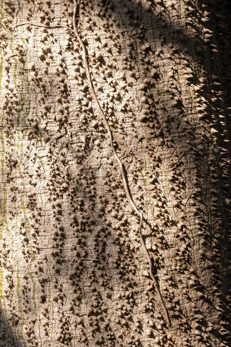 Detailed Tree Bark Texture