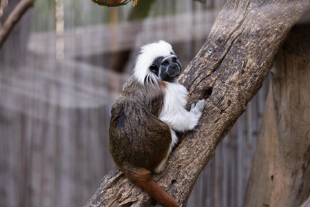 Cotton-top Tamarin on a Tree