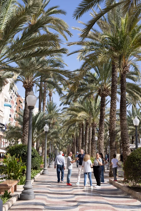 Palm-Lined Promenade