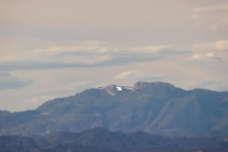 Bird Soaring Over Mountains