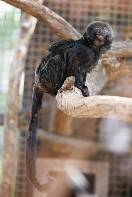 Tamarin on a Branch