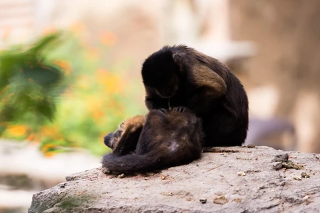 Monkeys on a Rock