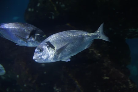 Underwater Fish