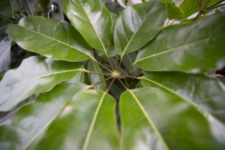 Close-up of Green Leaves