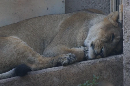 Sleeping Lioness