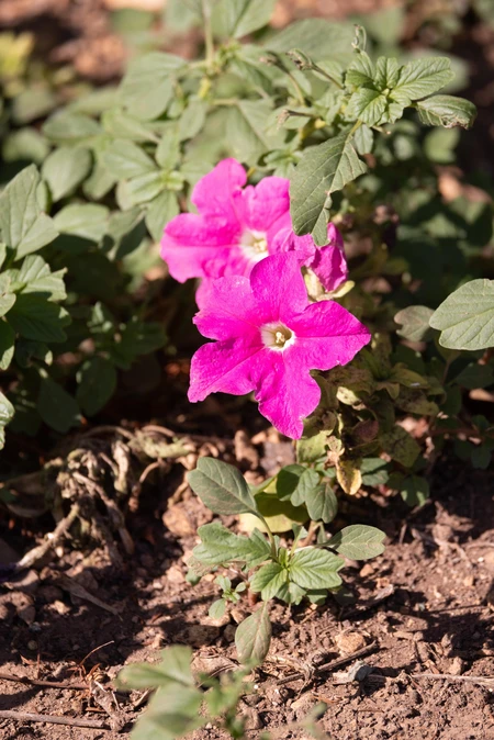 Vibrant Pink Flowers in Sunlit Garden
