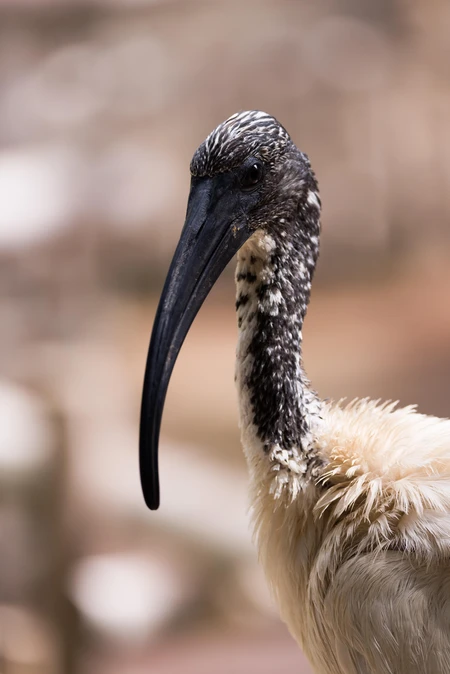 Ibis Portrait