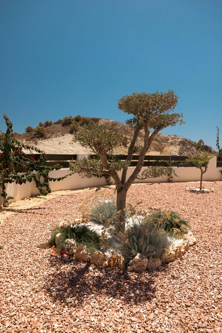 Serene Desert Garden