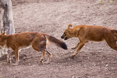 Wild Dogs in Motion