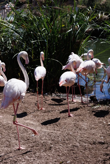 Flamingos by the Water