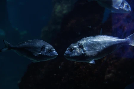 Underwater Fish Encounter