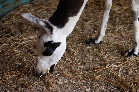 Grazing Llama