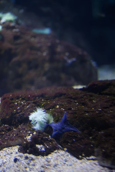 Underwater Scene with Marine Life