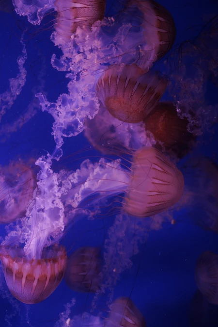 Mystical Jellyfish