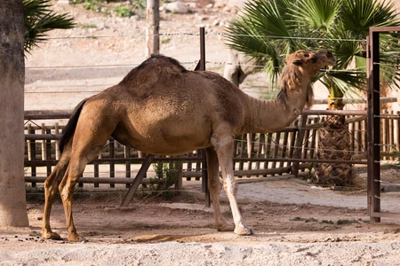Camel in Enclosure