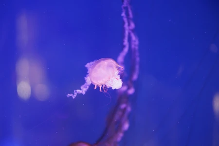 Mesmerizing Jellyfish