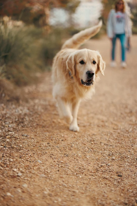 Golden Retriever on a Trail