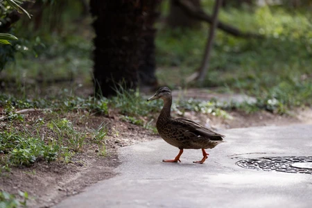 Duck Walking on Pathway