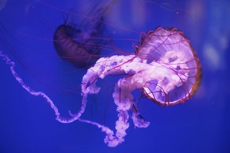 Jellyfish in Ocean Blue