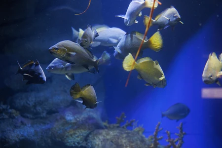Aquarium Fish
