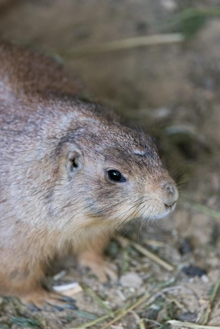 Prairie Dog Portrait
