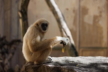 Monkey on a Rock