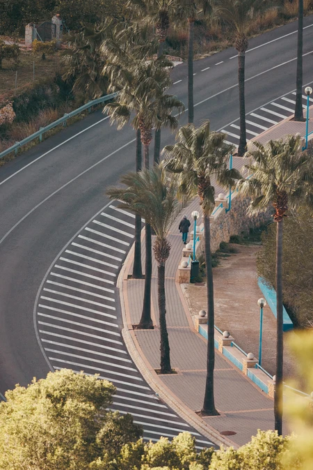 Curved Road with Palm Trees