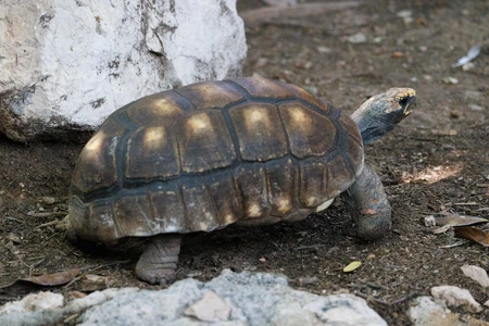 Tortoise in Natural Habitat