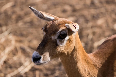 Close-up of a Gazelle